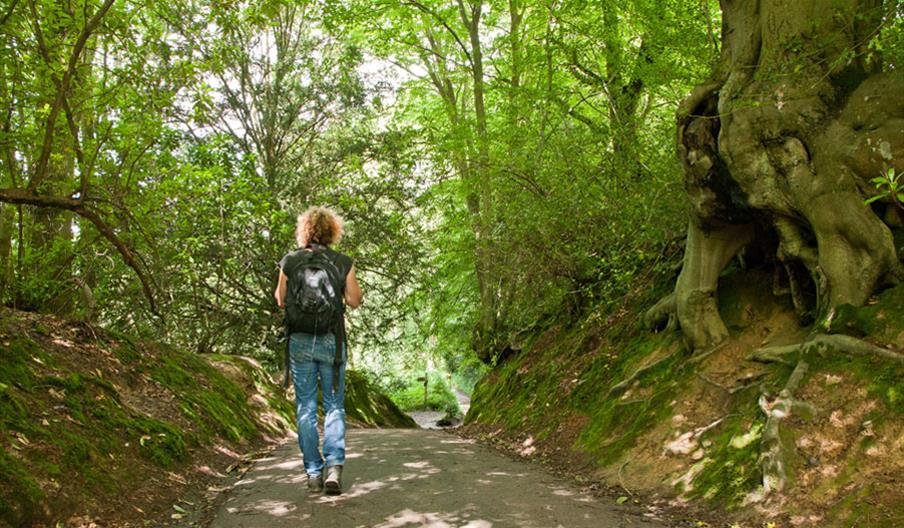 Leafy High Weald walking route near Little Rose.